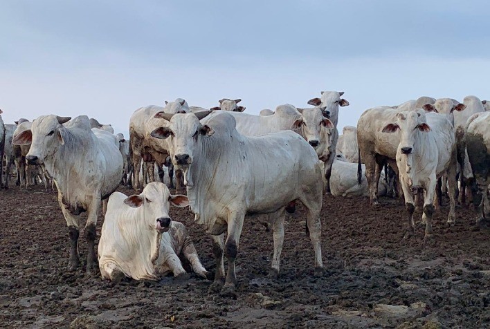 Estratégias para período de estiagem na Região Norte: Semiconfinamento, confinamento convencional ou terminação intensiva a pasto?