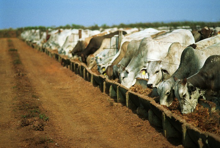 dsm-firmenich destaca tecnologias para alto desempenho do gado na 89ª ExpoZebu