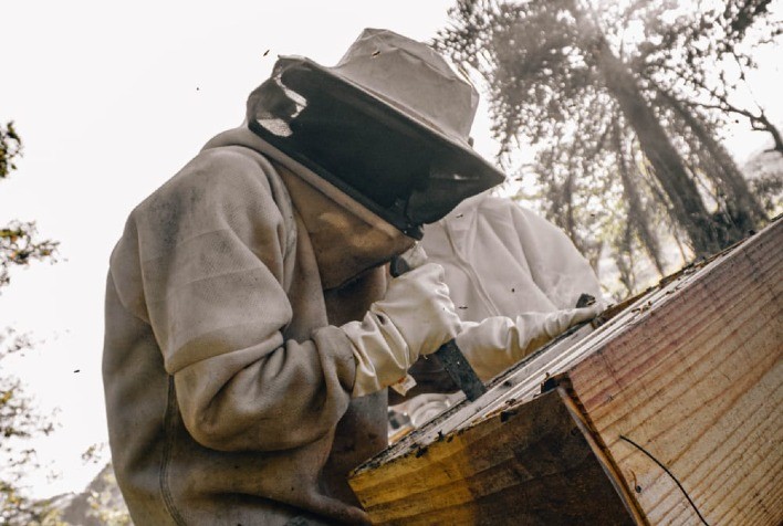 Do subsolo para as colmeias: Ex-trabalhador de mineração encontra novo caminho na apicultura