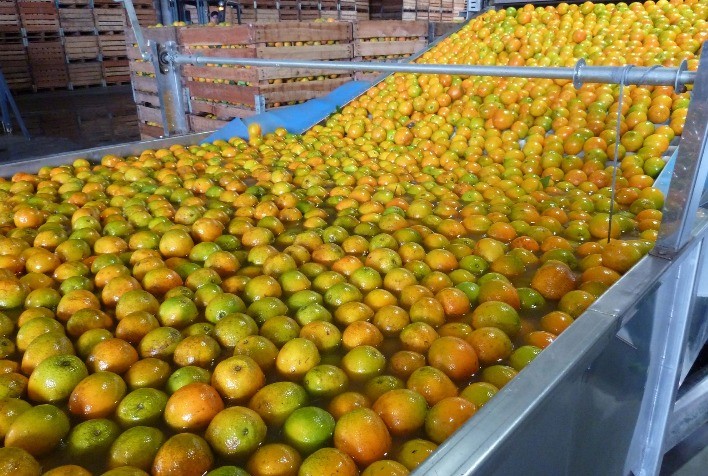 Preço da laranja continua caindo, mas processamento pode ganhar ritmo em maio