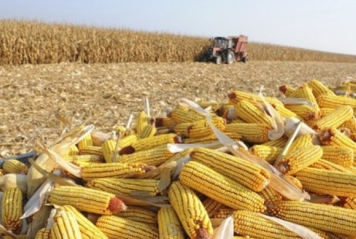 Comercialização da safrinha de milho de 2024 no centro-sul atinge 23,3%