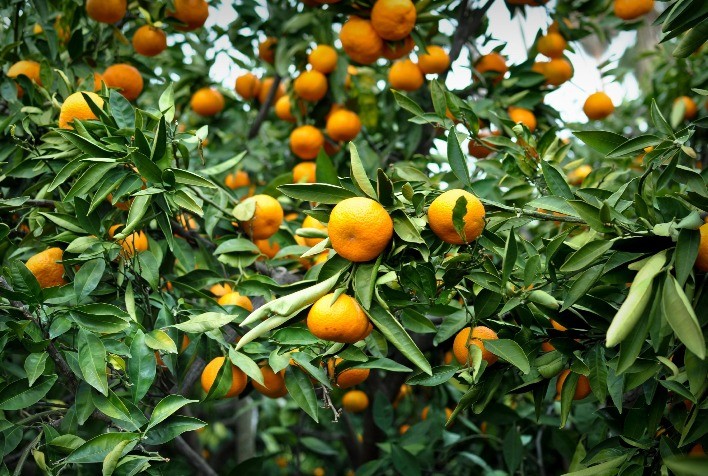 Produção de citros no RS: Atualizações e desafios