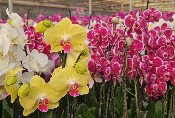 Floricultura brasileira espera aumento de 8% no comércio de flores para o Dia das Mães