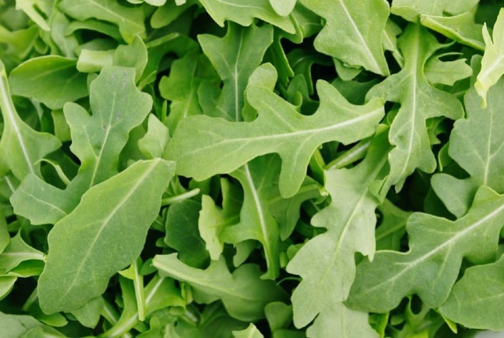 O que plantar em maio: Dicas para cultivar hortaliças em casa