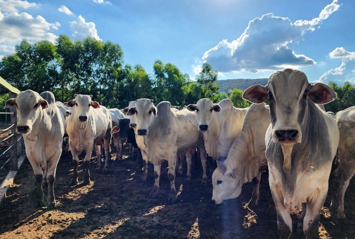 Roubo de gado: como usar a tecnologia e o compliance para mitigar o abigeato?