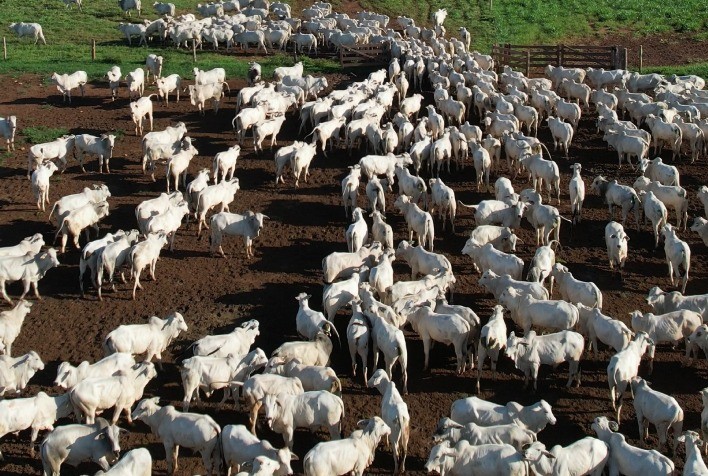 Integração Pecuária-Lavoura: Agricultura se torna a nova aliada de criadores em Mato Grosso