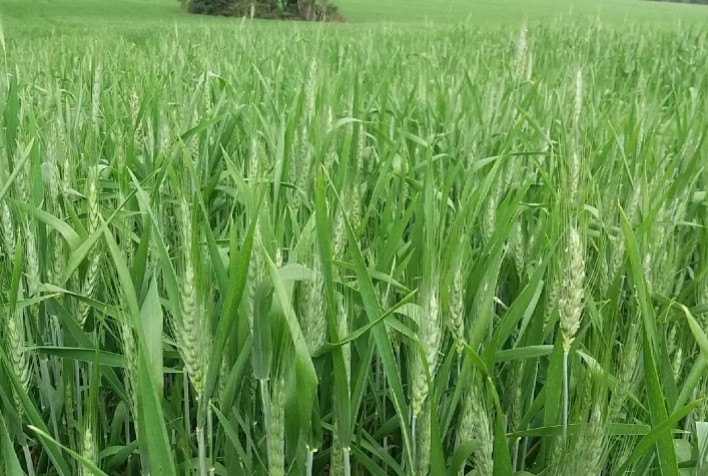 Produtores de trigo aumentam a produtividade com uso de fertilizantes minerais personalizados