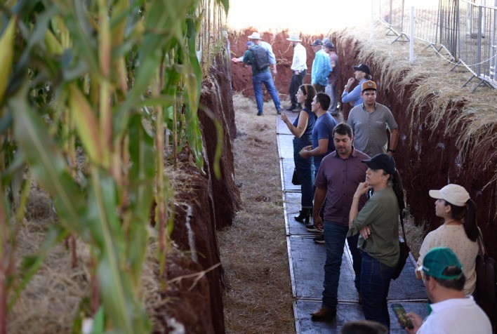 Showtec 2024: Trincheiras revelam segredos para melhorar produtividade na soja