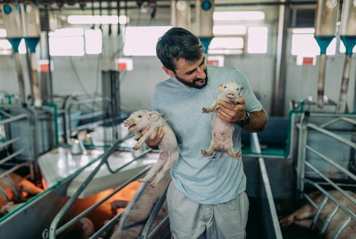 Probióticos seguros: A necessidade de testes rigorosos para garantir a saúde animal