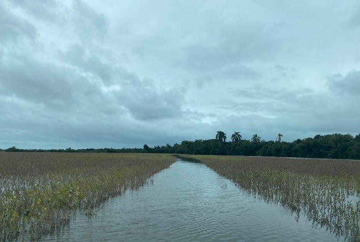 Colheita da soja acelera no Rio Grande do Sul apesar das chuvas: produtores mantêm atividades para evitar perdas