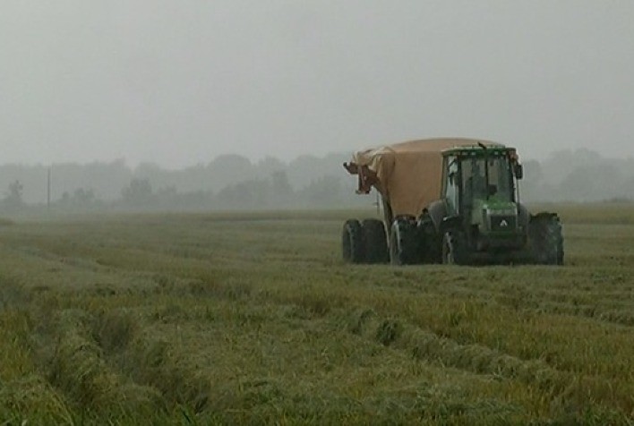 Fortes chuvas no Sul paralisam negociações no mercado de arroz, relata Cepea