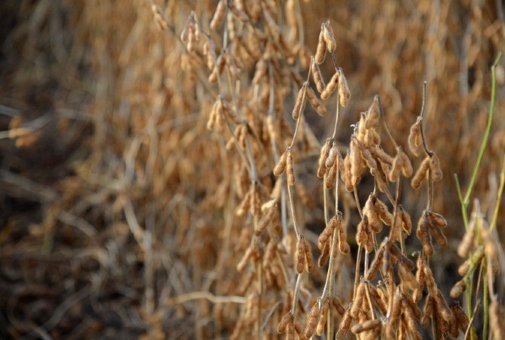 Safra de soja da América do Sul para 2023/24 é estimada em 215 milhões de toneladas pela DATAGRO grãos