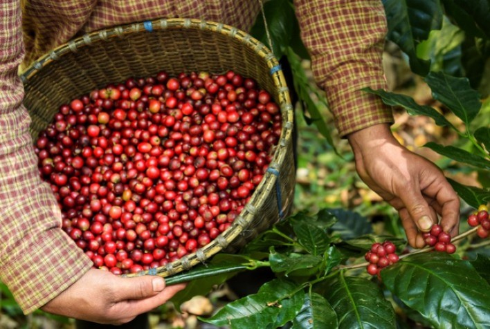 Entidades assinam pacto pelo trabalho decente na cafeicultura no Brasil
