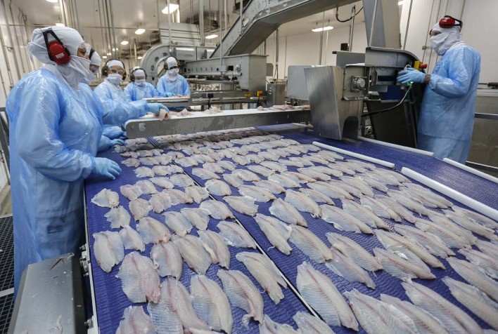 Exportações de peixes de cultivo atingem US$ 8,7 milhões e crescem 48% no primeiro trimestre de 2024