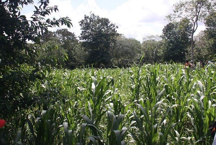 Sistemas agroflorestais aumentam estoque de carbono no solo em 30% no semiárido brasileiro