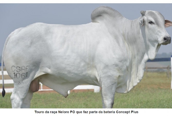 Programa de fertilidade de touros do Brasil comemora 10 anos com mais de 13 milhões de dados analisados