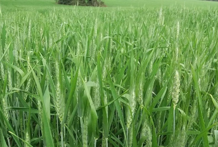 Produtores de trigo investem em fertilizantes minerais para aumentar produtividade e melhorar qualidade do solo