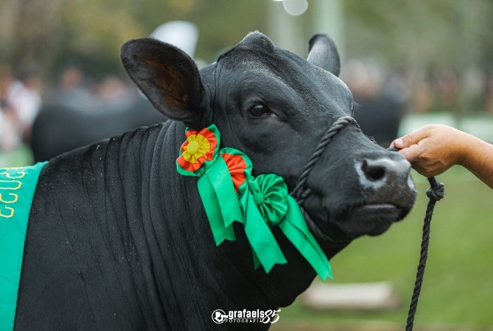 ExpoBrangus 2024 adiada devido às chuvas no Rio Grande do Sul