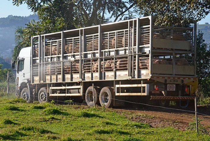 Problemas logísticos dificultam transporte de suínos no RS e afetam ritmo de negócios