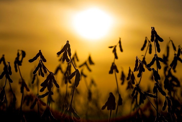 Clima em mudança pode reduzir produção de grãos no Cerrado