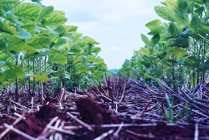 Embrapa pode influenciar padrões de produção globais com diplomacia científica e inovação
