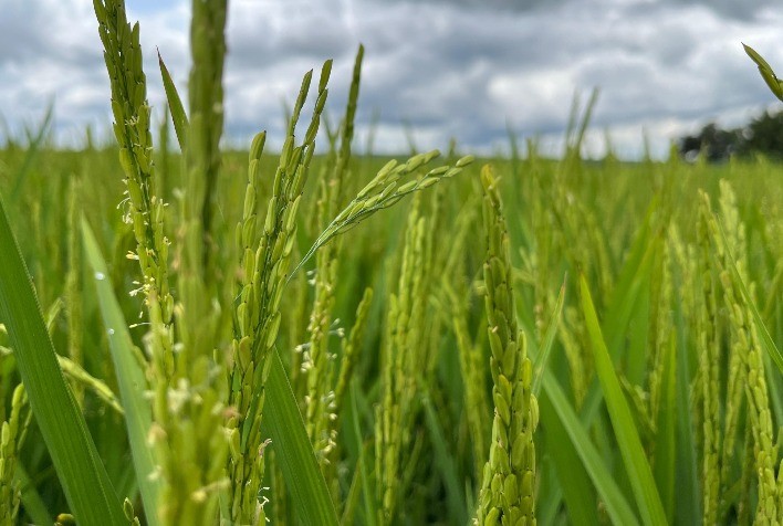 Tragédia no RS não deverá afetar abastecimento de arroz e feijão em Goiás