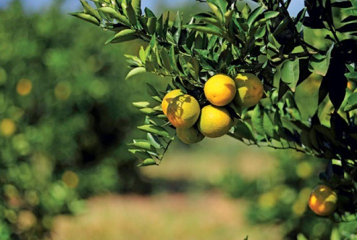 Preocupação entre citricultores: Calor e seca comprometem produção de laranjas