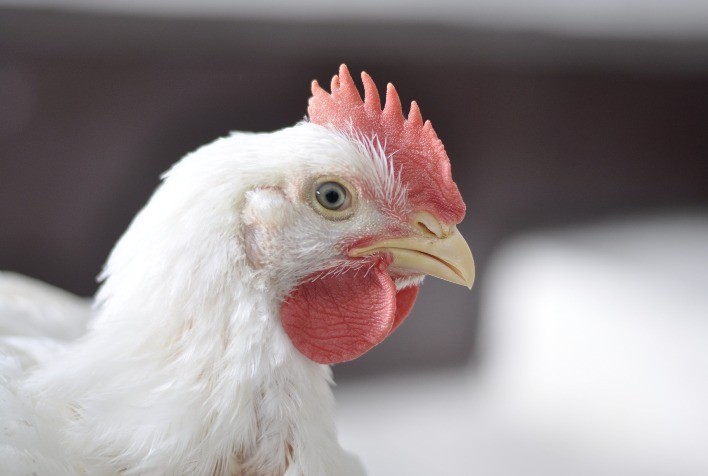 No Dia Mundial do Frango, foco setorial se concentra na garantia de abastecimento