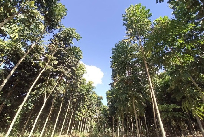 Polo florestal movimenta milhões na economia de Minas Gerais