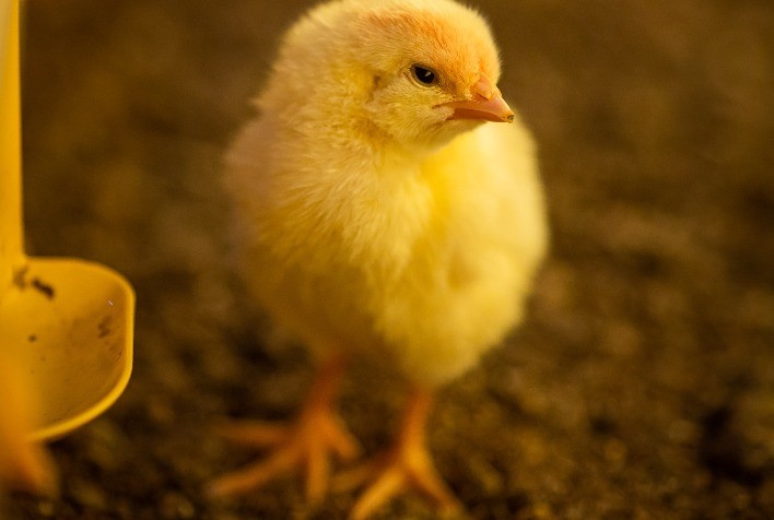 Aves necessitam de assistência nutricional após tratamento de bico