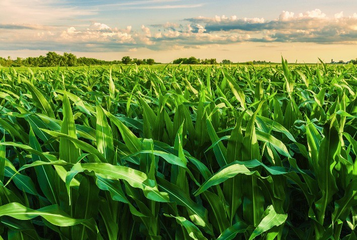 IHARA apresenta novas tecnologias para soja e milho na AgroBrasília