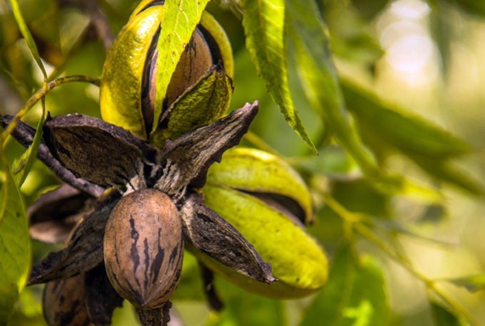 Divinut representa noz-pecã brasileira no Congresso Mundial de Frutos Secos