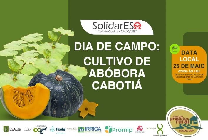 Dia de Campo sobre cultivo de abóbora cabotiá explora tecnologias para aumentar produtividade nas lavouras