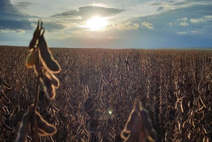 Sementes de alta qualidade podem aumentar em mais de 35% a produtividade da soja