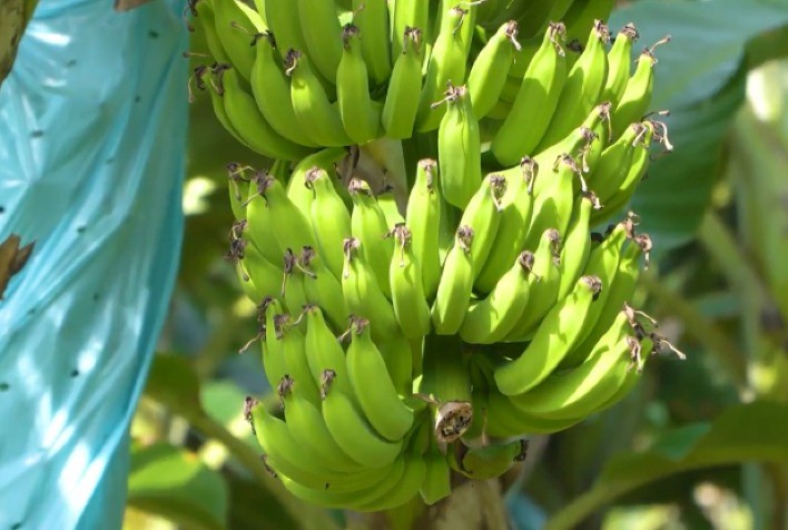 Fertilizantes orgânicos impulsionam produtividade na bananicultura