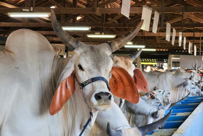 Política estadual leva qualidade genética ao rebanho de pequenos produtores do estado
