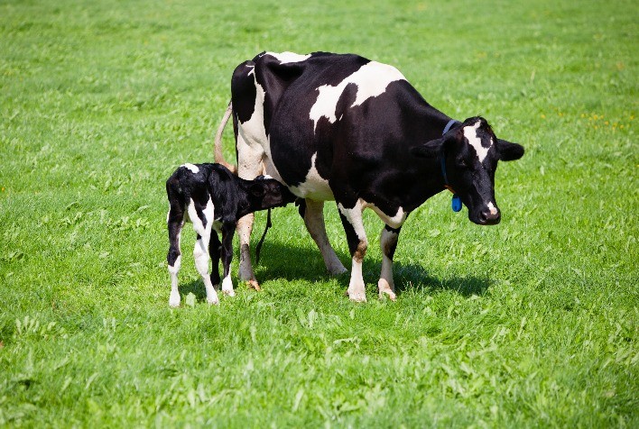 Cuidados no periparto: A chave para a saúde do rebanho leiteiro