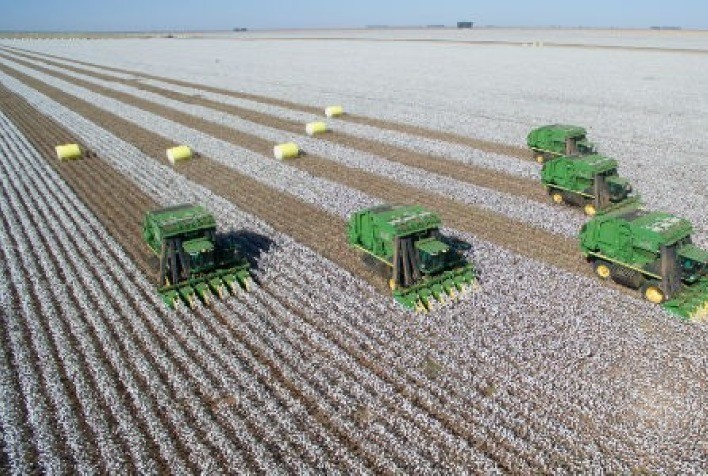 SLC Agrícola enfrenta desafios com soja, mas algodão surpreende com desempenho positivo