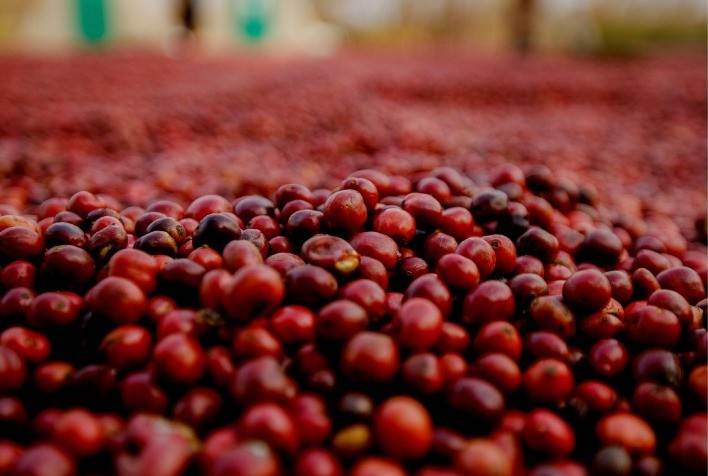 Café: Valorização em NY e Londres destaca principais origens