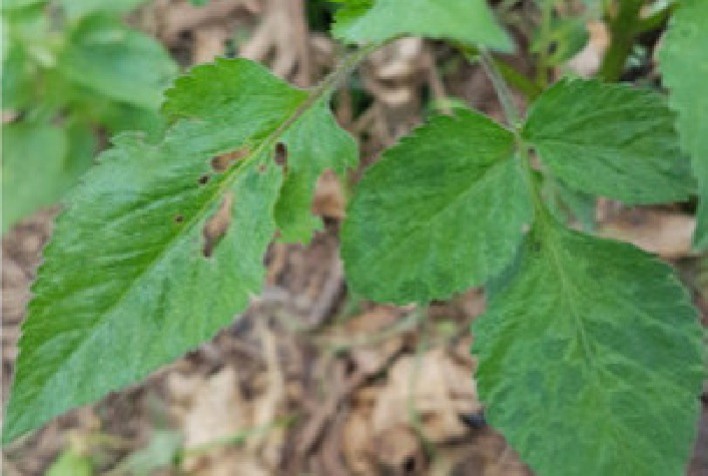 Publicado na revista Scientia Agricola, da Esalq, pesquisa identificou infecção em picão preto, girassol e alface