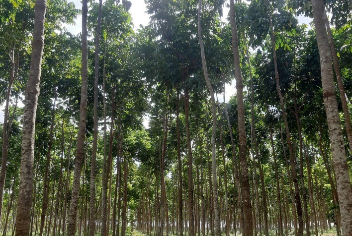 Radix Anuncia 10ª Rodada de Investimento Verde para Reflorestamento na Amazônia