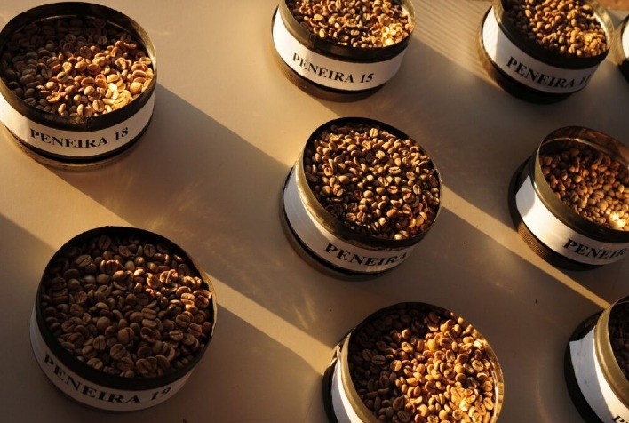 Cientistas da Unicamp Concluem Sequenciamento Genético do Café Arábica