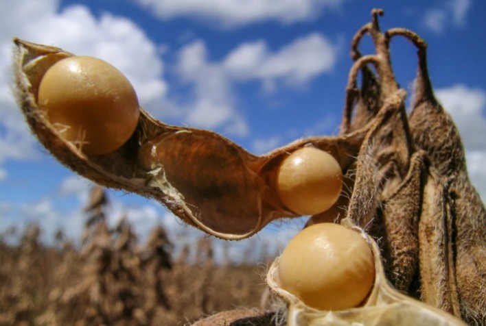 Mapa Publica Orientações para Plantio de Soja na Safra 2024/2025