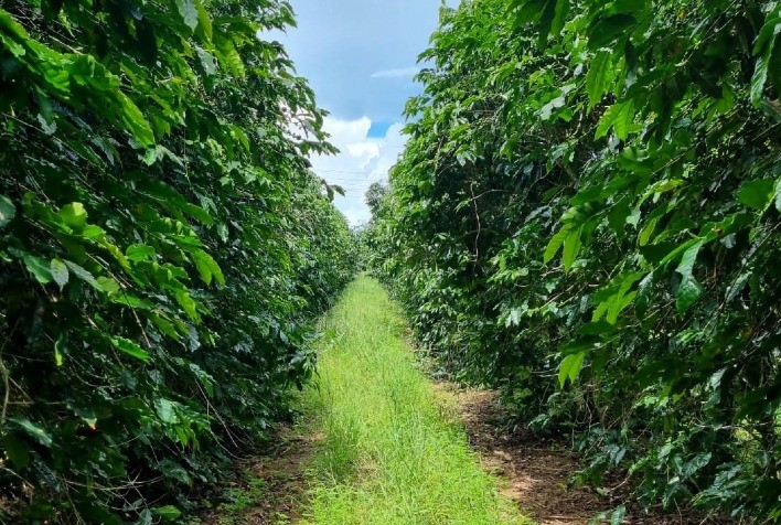 Inovação e Conhecimento no Café: Eventos de Destaque na Fazenda Vidigal