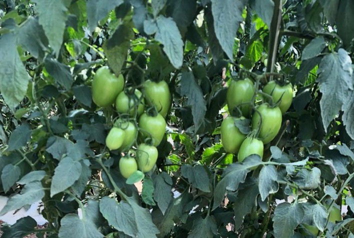 Moléculas Revelam Eficiência Contra Pragas no Cultivo de Tomates