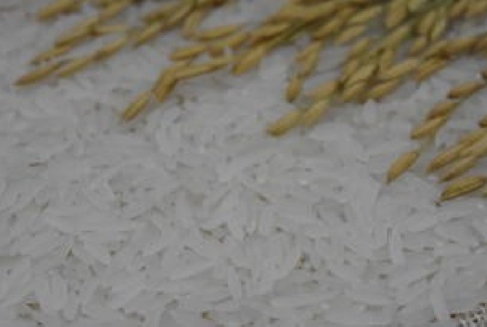 Embrapa lança BRS A709 para impulsionar produção de arroz