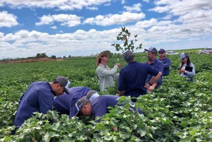 Caravana de Algodão: ADAMA Leva Conhecimento e Soluções aos Cotonicultores Brasileiros