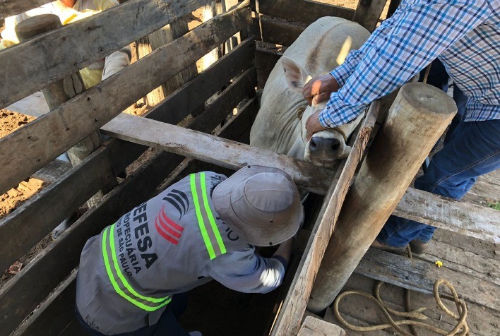 São Paulo Conclui Inquérito Epidemiológico para Confirmar Ausência da Febre Aftosa sem Animais Reagentes