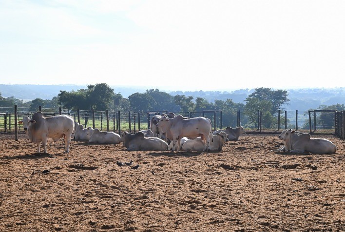 Portal do Agronegócio