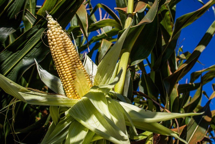 Mercado em Ascensão: Futuros do Milho Abrem em Alta na B3 e Chicago Acompanha Trigo